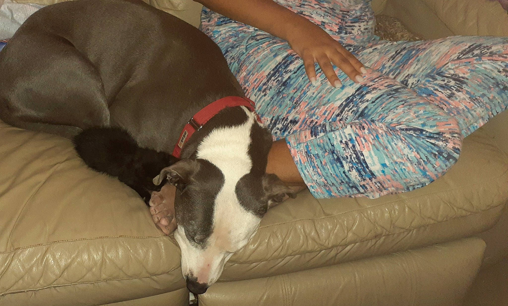 Micah joined the competition — help win amazing prizes! bracelet, canidae, carnivore, collar, comfort, companion_dog, couch, dog, dog_breed, dog_collar, dog_supply, lap, liver, living_room, pet_supply, sofa_bed, sporting_group, studio_couch, tail, working_animal