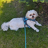 Jaxson is registered to the contest to win money with this photo: dog, white_dog, grass, greenery, outdoor, sunlight, leash, pet, small_dog, happy, animal, nature, bush, canine, playful, summer, daylight, fur, cute, companion
