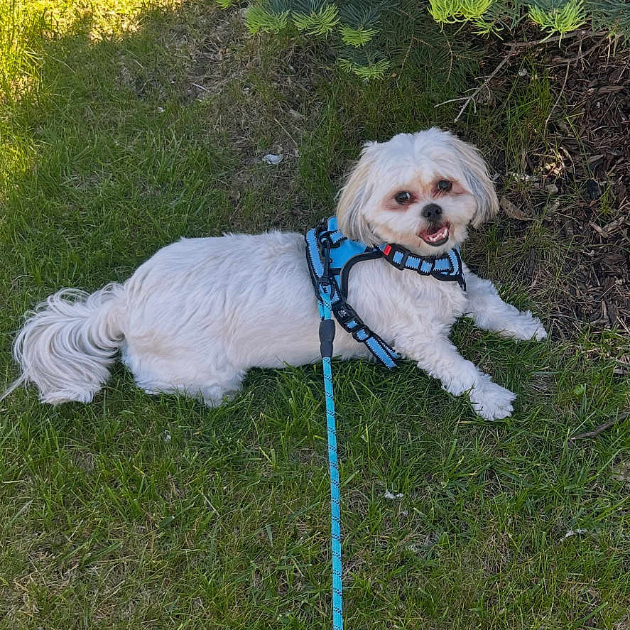 Jaxson is registered to the contest to win money with this photo: dog, white_dog, grass, greenery, outdoor, sunlight, leash, pet, small_dog, happy, animal, nature, bush, canine, playful, summer, daylight, fur, cute, companion