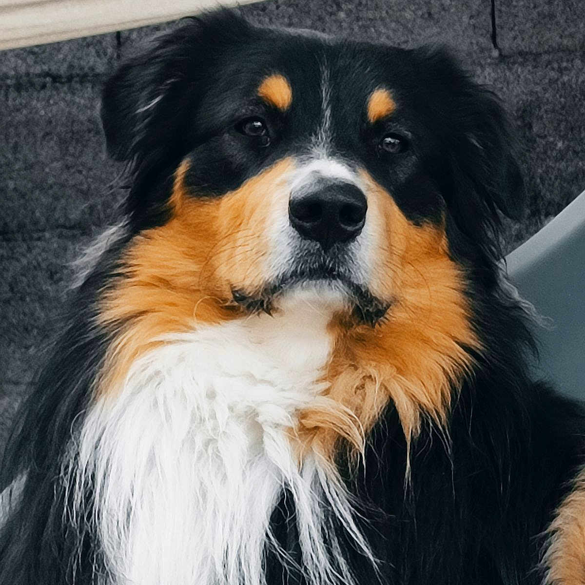 Tyson a rejoint le concours — aidez-le/la à gagner de superbes lots ! animal, appenzeller, ball, bathing, canine, cockerspaniel, collie, couch, dog, furniture, hound, papillon, person, pet, puppy, sleeping, snout, sport, tennis, tennisball