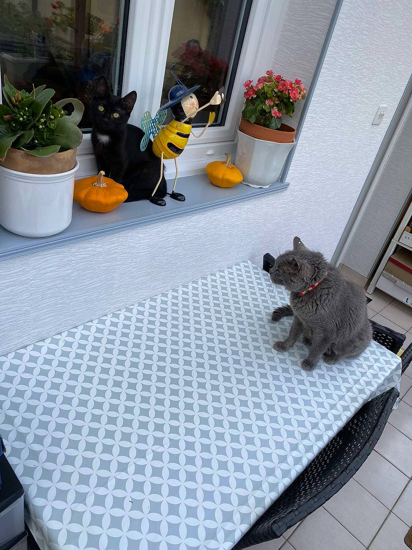 Souki participe au concours pour gagner de l'argent avec cette photo : carnivore, chair, comfort, door, felidae, floor, flooring, flower, flowerpot, grass, grey, hardwood, houseplant, living_room, plant, table, tablecloth, tableware, window, wood