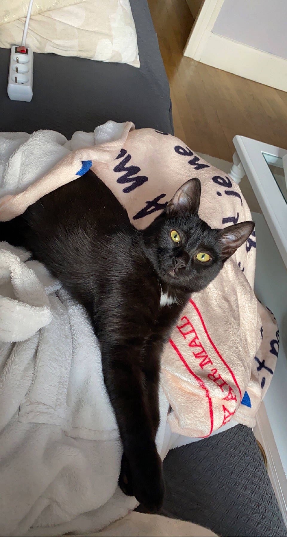 Souki participe au concours pour gagner de l'argent avec cette photo : bag, black_cat, bombay, box, carnivore, cat, claw, comfort, couch, domestic_short_haired_cat, felidae, fur, grey, havana_brown, linens, room, small_to_medium_sized_cats, tail, whiskers