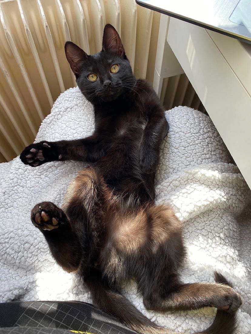 Souki a rejoint le concours — aidez-le/la à gagner de superbes lots ! black_cat, bombay, box, carnivore, cat, cat_supply, claw, comfort, domestic_short_haired_cat, felidae, flooring, foot, fur, grey, paw, sitting, small_to_medium_sized_cats, tail, terrestrial_animal, whiskers