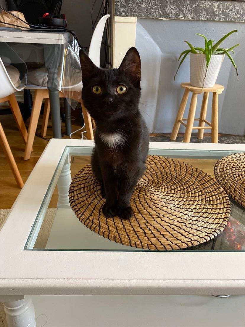 Souki a rejoint le concours — aidez-le/la à gagner de superbes lots ! black, bombay, carnivore, cat, chair, comfort, felidae, floor, flooring, flowerpot, grey, houseplant, pet_supply, plant, rectangle, small_to_medium_sized_cats, table, tail, whiskers, wood