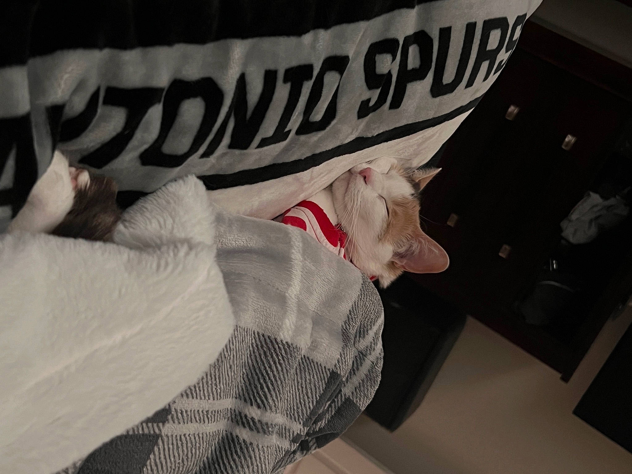 Kora is registered to the contest to win money with this photo: carmine, cat, comfort, felidae, font, fur, gesture, human_leg, linens, monochrome, monochrome_photography, pattern, room, sitting, sleeve, small_to_medium_sized_cats, t_shirt, whiskers