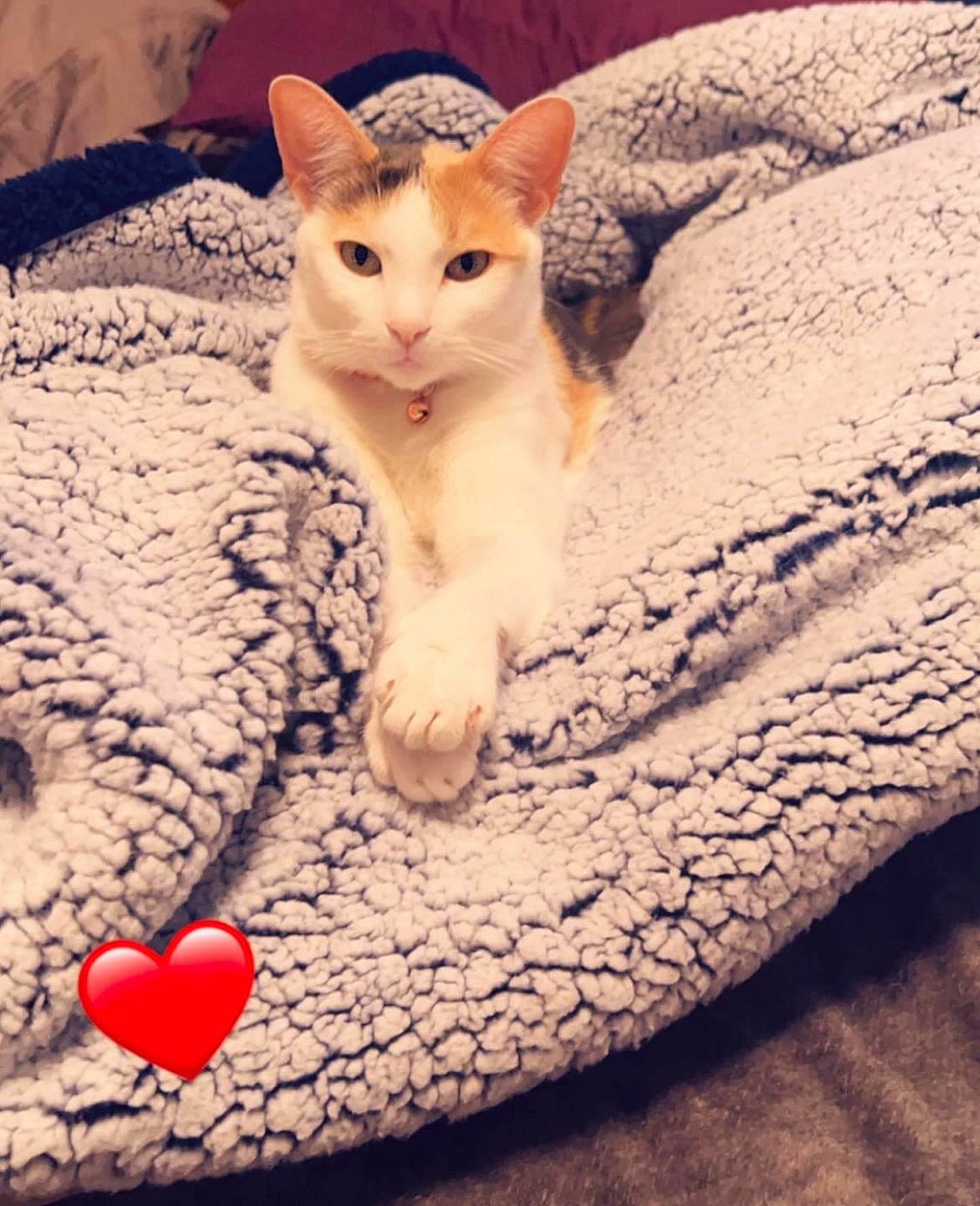 Kora joined the competition — help win amazing prizes! carnivore, cat, comfort, domestic_short_haired_cat, eye, fawn, felidae, flooring, fur, linens, mammal, paw, plant, small_to_medium_sized_cats, snout, tail, textile, vertebrate, whiskers, wood