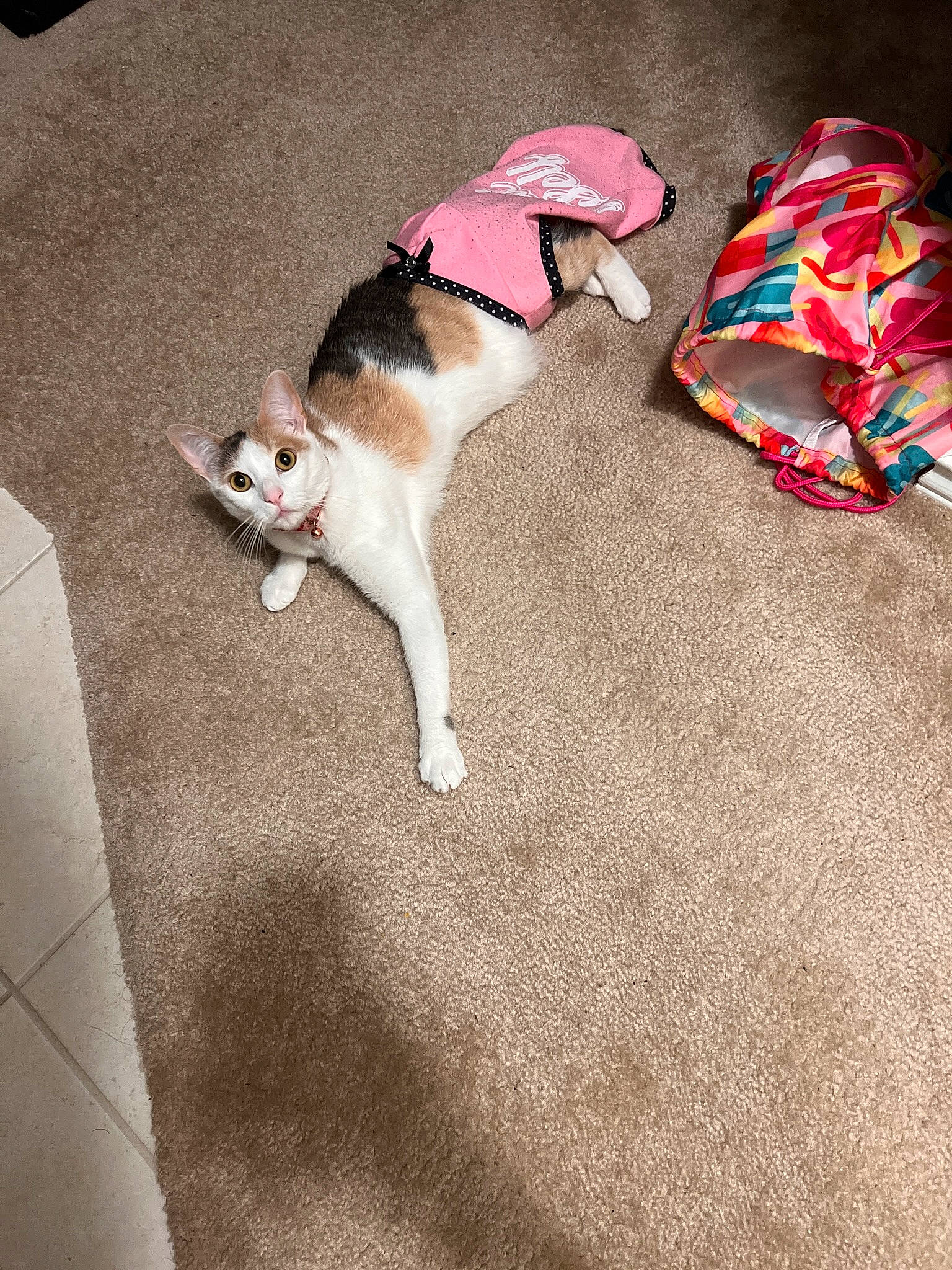 Kora is registered to the contest to win money with this photo: canidae, carnivore, collar, comfort, companion_dog, dog, dog_breed, dog_clothes, dog_supply, fashion_accessory, fawn, flooring, fur, grass, human_leg, leash, paw, pet_supply, sporting_group, tail