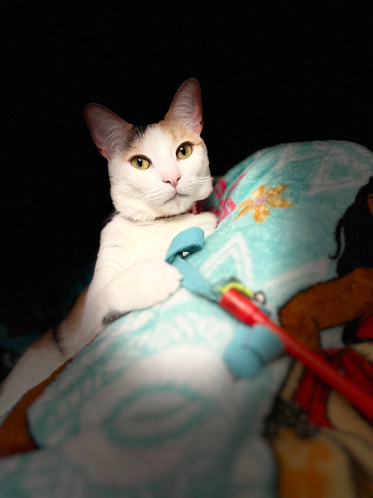 Kora is registered to the contest to win money with this photo: carnivore, cat, child, comfort, darkness, domestic_short_haired_cat, fawn, felidae, flesh, fur, nail, paw, photo_caption, sitting, small_to_medium_sized_cats, tail, whiskers, wrist