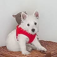 Abby participe au concours pour gagner de l'argent avec cette photo : puppy, dog, white_dog, red_harness, wicker_basket, stuffed_toy, indoor, pet, cute, small_dog, fur, animal, sitting, decor, flower_arrangement, wall, close_up, domestic, adorable, young_dog