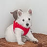 puppy, dog, white_dog, red_harness, wicker_basket, stuffed_toy, indoor, pet, cute, small_dog, fur, animal, sitting, decor, flower_arrangement, wall, close_up, domestic, adorable, young_dog