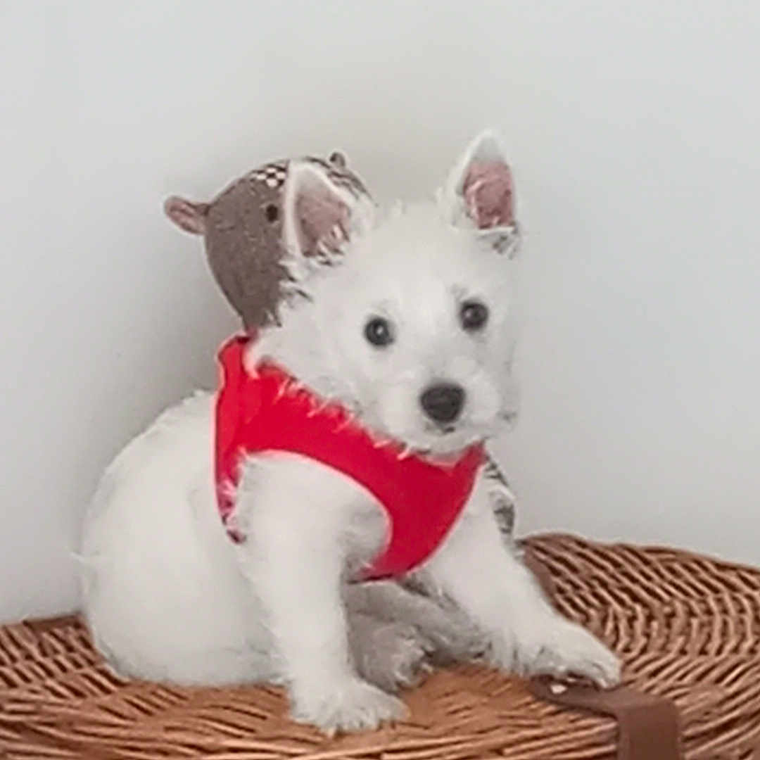 Abby participe au concours pour gagner de l'argent avec cette photo : puppy, dog, white_dog, red_harness, wicker_basket, stuffed_toy, indoor, pet, cute, small_dog, fur, animal, sitting, decor, flower_arrangement, wall, close_up, domestic, adorable, young_dog