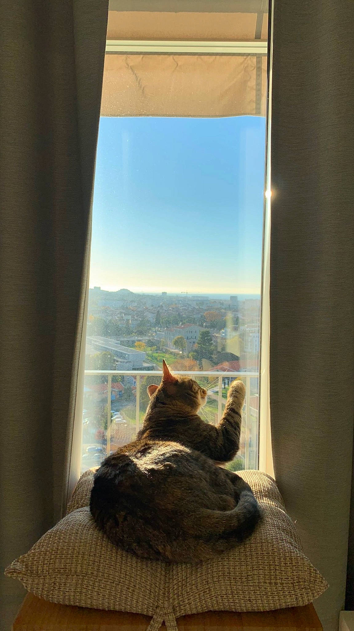 Naïa participe au concours pour gagner de l'argent avec cette photo : carnivore, cat, comfort, curtain, fawn, felidae, floor, flooring, fur, shade, sky, small_to_medium_sized_cats, sunlight, tail, textile, tints_and_shades, tree, whiskers, window, wood