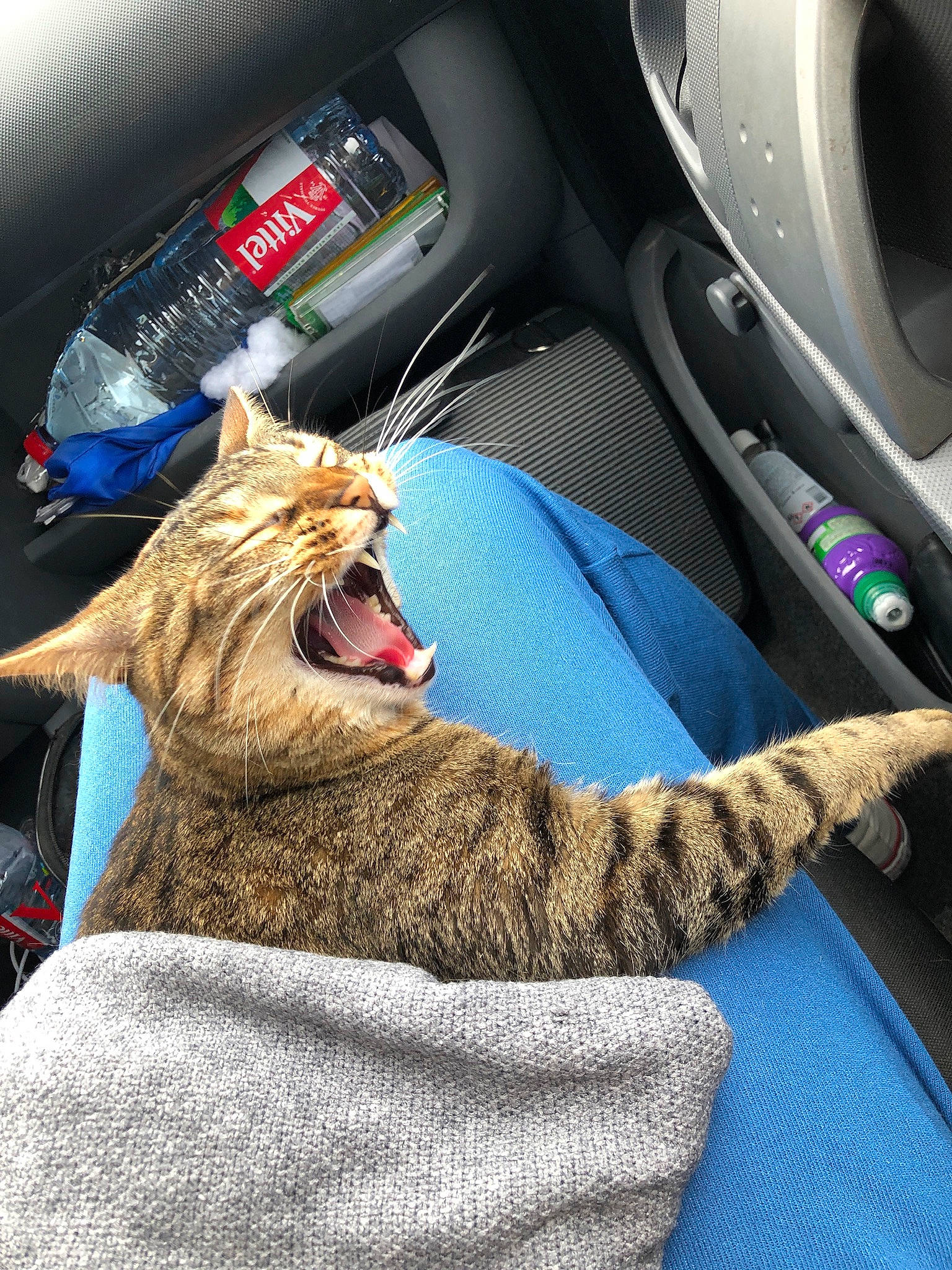Naïa a rejoint le concours — aidez-le/la à gagner de superbes lots ! auto_part, automotive_design, automotive_tire, car, car_seat, carnivore, cat, comfort, fang, felidae, gear_shift, motor_vehicle, personal_luxury_car, small_to_medium_sized_cats, snout, steering_wheel, vehicle, vehicle_door, whiskers, yawn
