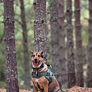 Tequila joined the competition — help win amazing prizes! dog, forest, trees, pine_trees, nature, animal, outdoor, pet, canine, happy, sitting, harness, brown_dog, woods, wildlife, smiling, adventure, environment, daylight, ground