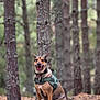 dog, forest, trees, pine_trees, nature, animal, outdoor, pet, canine, happy, sitting, harness, brown_dog, woods, wildlife, smiling, adventure, environment, daylight, ground