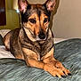 Tequila joined the competition — help win amazing prizes! dog, pet, animal, indoor, bed, blanket, fur, ears, nose, paws, brown, black, tan, resting, lamp, furniture, wall, closeup, portrait, relaxed