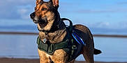 Tequila is registered to the contest to win money with this photo: dog, canine, beach, sand, harness, outdoor, sky, water, pet, animal, standing, sunlight, nature, blue_sky, calm, leash, portrait, daytime, alert, brown_dog