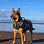 dog, canine, beach, sand, harness, outdoor, sky, water, pet, animal, standing, sunlight, nature, blue_sky, calm, leash, portrait, daytime, alert, brown_dog