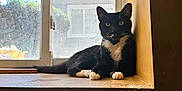 Charlie joined the competition — help win amazing prizes! cat, black_and_white, windowsill, window, indoor, relaxed, animal, pet, yellow_wall, dust, paws, whiskers, ears, feline, house, natural_light, scratches, quiet, resting, curious