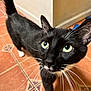 cat, black_cat, white_paws, green_eyes, whiskers, curious, indoor, tile_floor, pet, animal, feline, looking_up, tail_raised, close_up, domestic_cat, cute, fur, four_legs, household, mammal