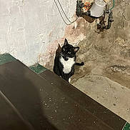 Charlie is registered to the contest to win money with this photo: cat, black_and_white, stairs, basement, wall, pipe, floor, curious, indoor, green_eyes, pet, animal, concrete, shadow, texture, old, rustic, quiet, alone, looking_up