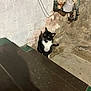 cat, black_and_white, stairs, basement, wall, pipe, floor, curious, indoor, green_eyes, pet, animal, concrete, shadow, texture, old, rustic, quiet, alone, looking_up