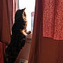 animal, brown, cat, curtain, curtains, daylight, domestic_cat, feline, fluffy, home, indoor, looking_out, paw, peaceful, pet, quiet, silhouette, standing, sunlight, window