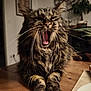 animal, cat, clock, closeup, cozy, domestic, feline, fur, home, indoor, mammal, paws, pet, plant, relaxed, tabby, table, whiskers, wood, yawning