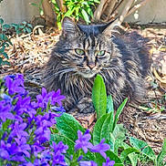 Nutnut a rejoint le concours — aidez-le/la à gagner de superbes lots ! animal, bush, cat, closeup, flowers, fluffy, fur, garden, green_leaves, ground, leaf, nature, outdoor, pet, plant, purple_flowers, relaxed, sunlight, tabby, whiskers