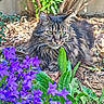 animal, bush, cat, closeup, flowers, fluffy, fur, garden, green_leaves, ground, leaf, nature, outdoor, pet, plant, purple_flowers, relaxed, sunlight, tabby, whiskers