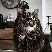 Nutnut participe au concours pour gagner de l'argent avec cette photo : background, cat, clock, close_up, cozy, curious, decor, ears, face, feline, fluffy, fur, green_eyes, home, indoor, nose, pet, plant, whiskers, wooden_furniture