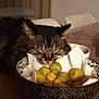 animal, bowl, cat, closeup, cozy, curious, decorative, domestic_cat, food, fruit, fur, indoor, pet, relaxed, resting, sleepy, still_life, tabby_cat, table, wooden_table