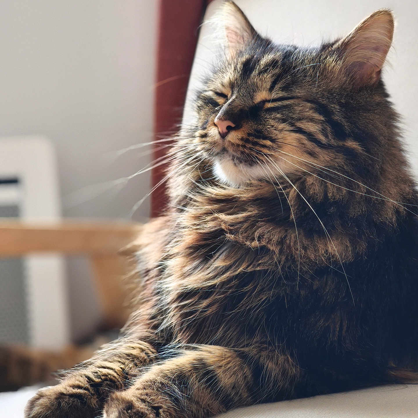 Nutnut a rejoint le concours — aidez-le/la à gagner de superbes lots ! animal, cat, chair, closeup, cozy, domestic_animal, feline, fluffy, fur, home, indoor, mammal, paws, peaceful, pet, relaxed, resting, sleepy, tabby, whiskers