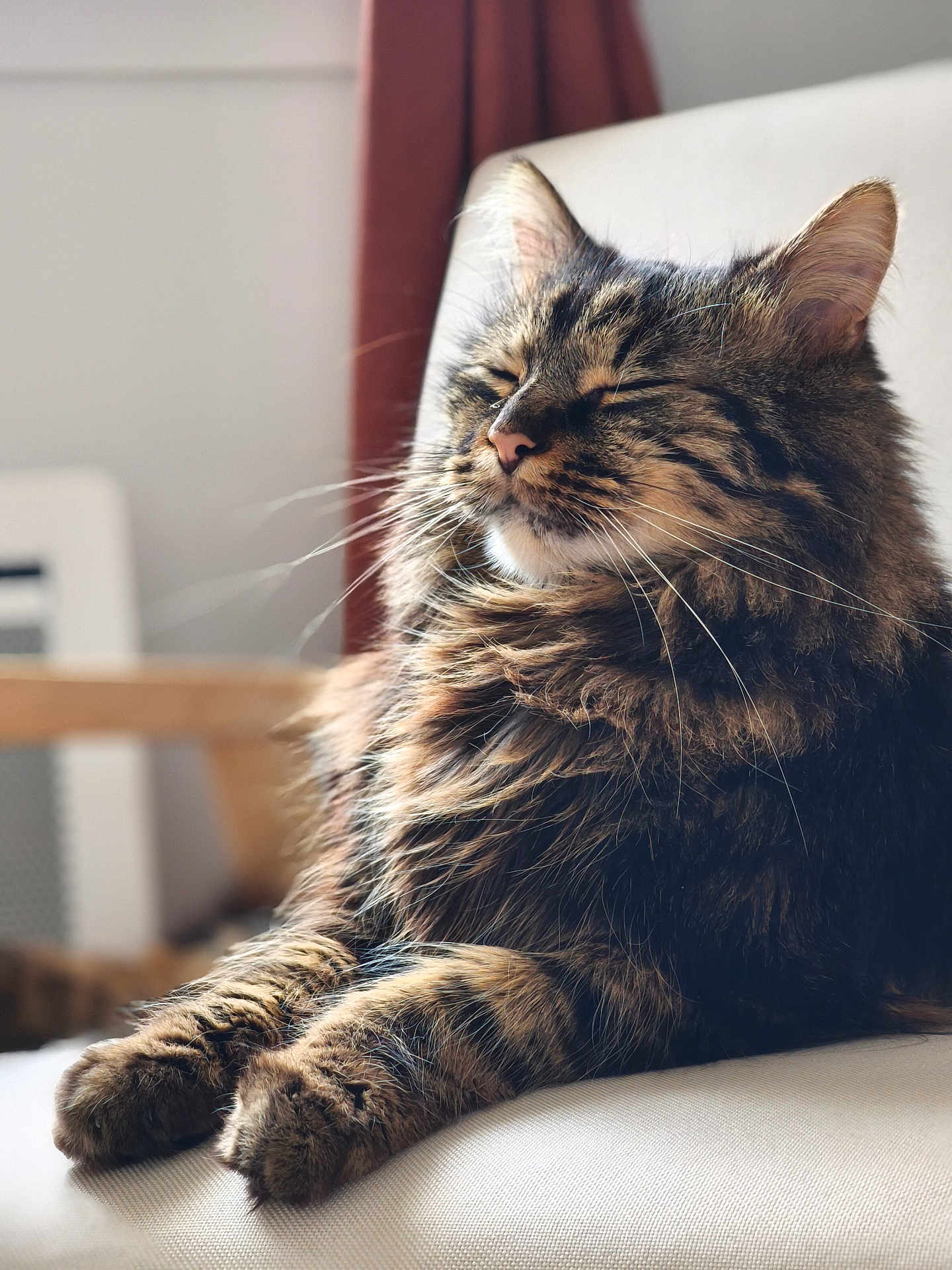 Nutnut a rejoint le concours — aidez-le/la à gagner de superbes lots ! animal, cat, chair, closeup, cozy, domestic_animal, feline, fluffy, fur, home, indoor, mammal, paws, peaceful, pet, relaxed, resting, sleepy, tabby, whiskers