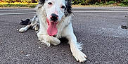 Meiko participe au concours pour gagner de l'argent avec cette photo : animal, asphalt, black_and_white, border_collie, bushes, canine, closeup, daytime, dog, ears_up, fur, greenery, happy, lying_down, nature, outdoor, pet, playful, sunlight, tongue_out
