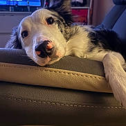 Meiko participe au concours pour gagner de l'argent avec cette photo : animal, closeup, couch, cozy, cute, dog, ears, face, fur, home, indoor, leather, looking, nostrils, paw, pet, portrait, relaxing, resting, sleepy