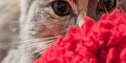 Bluey joined the competition — help win amazing prizes! cat, close_up, curious, eyes, face, furry, whiskers, red_blanket, soft_texture, indoor, pet, animal, cozy, focused, blurred_background, cute, mammal, domestic, portrait, feline