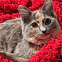 Bluey is registered to the contest to win money with this photo: cat, feline, pet, animal, fur, ears, whiskers, eyes, collar, blanket, red, cozy, soft, texture, indoor, closeup, cute, curious, resting, domestic