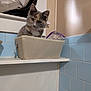 Bluey joined the competition — help win amazing prizes! cat, kitten, calico, pet, basket, shelf, bathroom, tiles, blue_tiles, beige_wall, curious, head_tilt, indoor, window, fabric_basket, whiskers, cute, feline, animal, young_cat