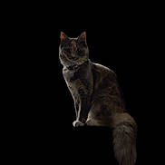 Bluey joined the competition — help win amazing prizes! cat, fluffy_tail, sitting, dark_background, animal, pet, feline, portrait, whiskers, ears, collar, fur, cute, domestic_cat, looking, alert, shadow, isolated, furry, indoor