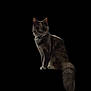 cat, fluffy_tail, sitting, dark_background, animal, pet, feline, portrait, whiskers, ears, collar, fur, cute, domestic_cat, looking, alert, shadow, isolated, furry, indoor