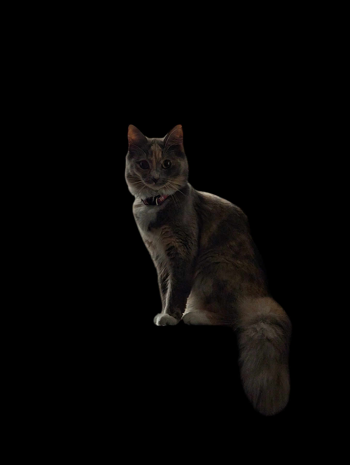 Bluey joined the competition — help win amazing prizes! cat, fluffy_tail, sitting, dark_background, animal, pet, feline, portrait, whiskers, ears, collar, fur, cute, domestic_cat, looking, alert, shadow, isolated, furry, indoor