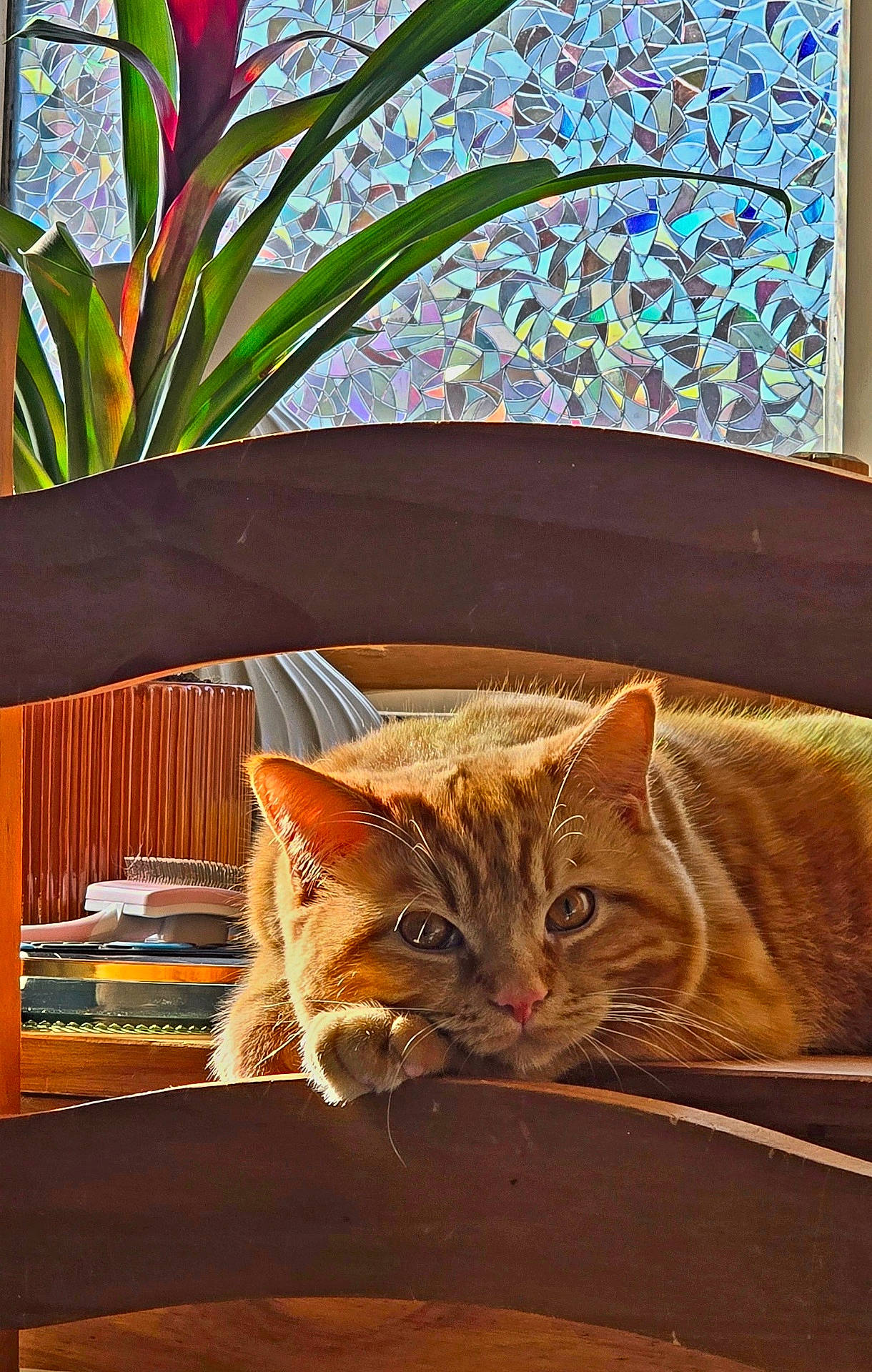 Milo joined the competition — help win amazing prizes! animal, art, cat, couch, flower, furniture, hardwood, indoors, interiordesign, jar, kitten, manx, pet, plant, planter, plywood, pottedplant, pottery, vase, wood