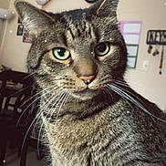 Niko joined the competition — help win amazing prizes! animal, background, cat, close_up, cozy, cute, decor, domestic_animal, feline, festive, fur, green_eyes, holiday, indoor, pet, portrait, santa_hat, snow_effect, tabby_cat, whiskers