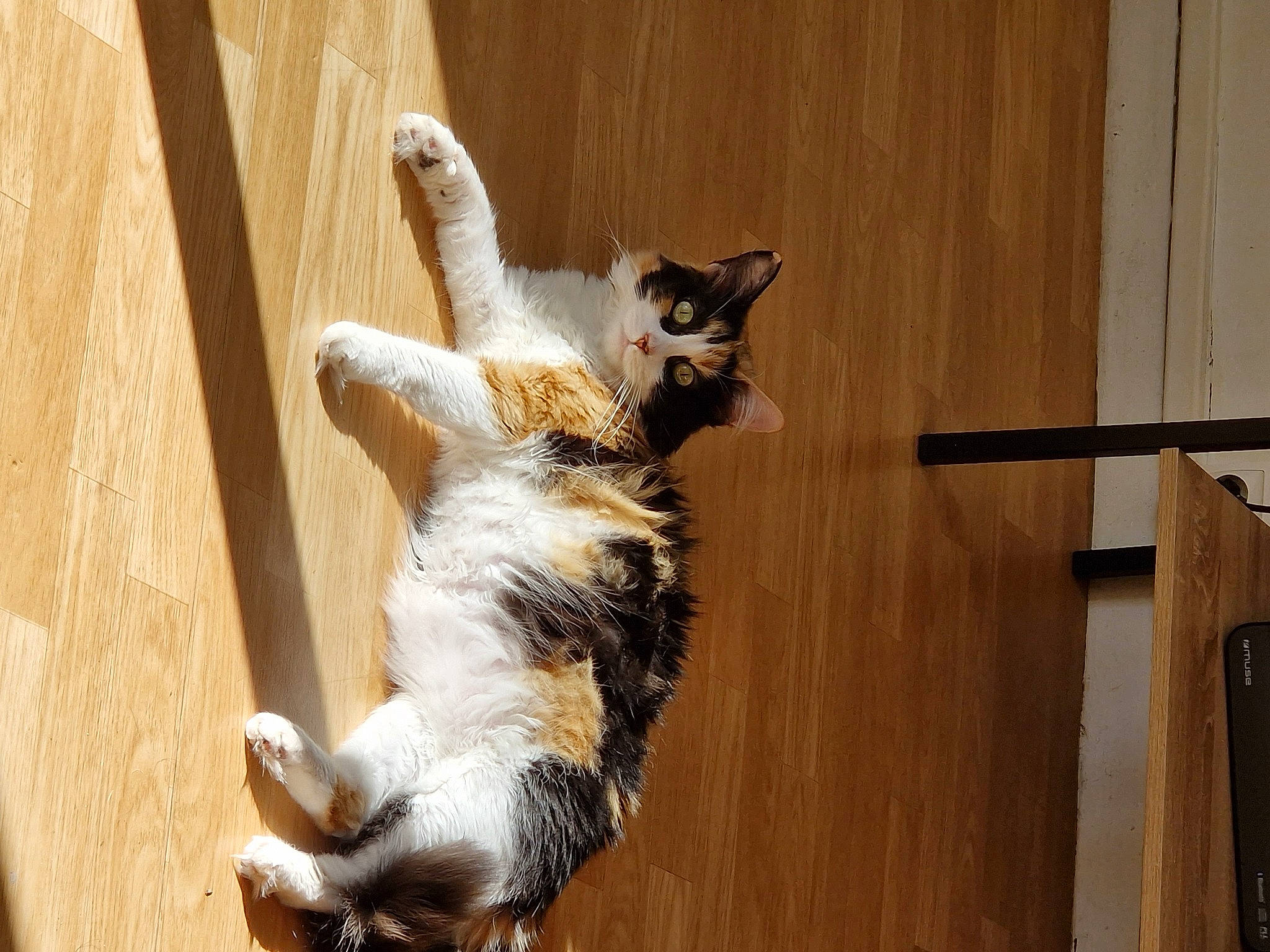 Duchesse a rejoint le concours — aidez-le/la à gagner de superbes lots ! canidae, carnivore, cat, claw, companion_dog, dog_breed, domestic_short_haired_cat, felidae, flooring, fur, hardwood, paw, plank, small_to_medium_sized_cats, tail, terrestrial_animal, varnish, whiskers, wood, wood_stain