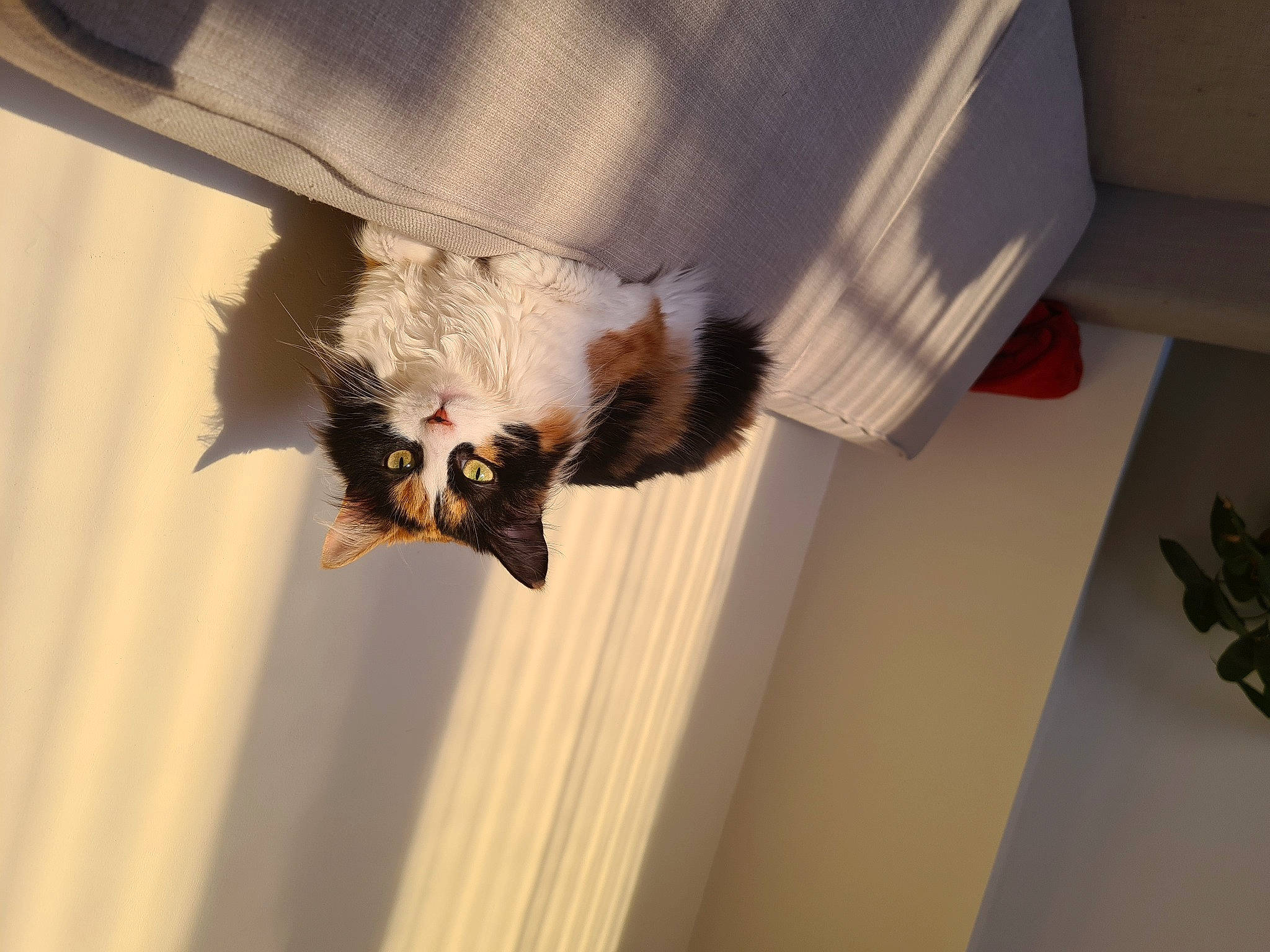 Duchesse participe au concours pour gagner de l'argent avec cette photo : bat, big_brown_bat, canidae, carnivore, cat, dog_breed, dress, fawn, felidae, fur, head, paw, room, small_to_medium_sized_cats, snout, sporting_group, tail, whiskers, wing, wood