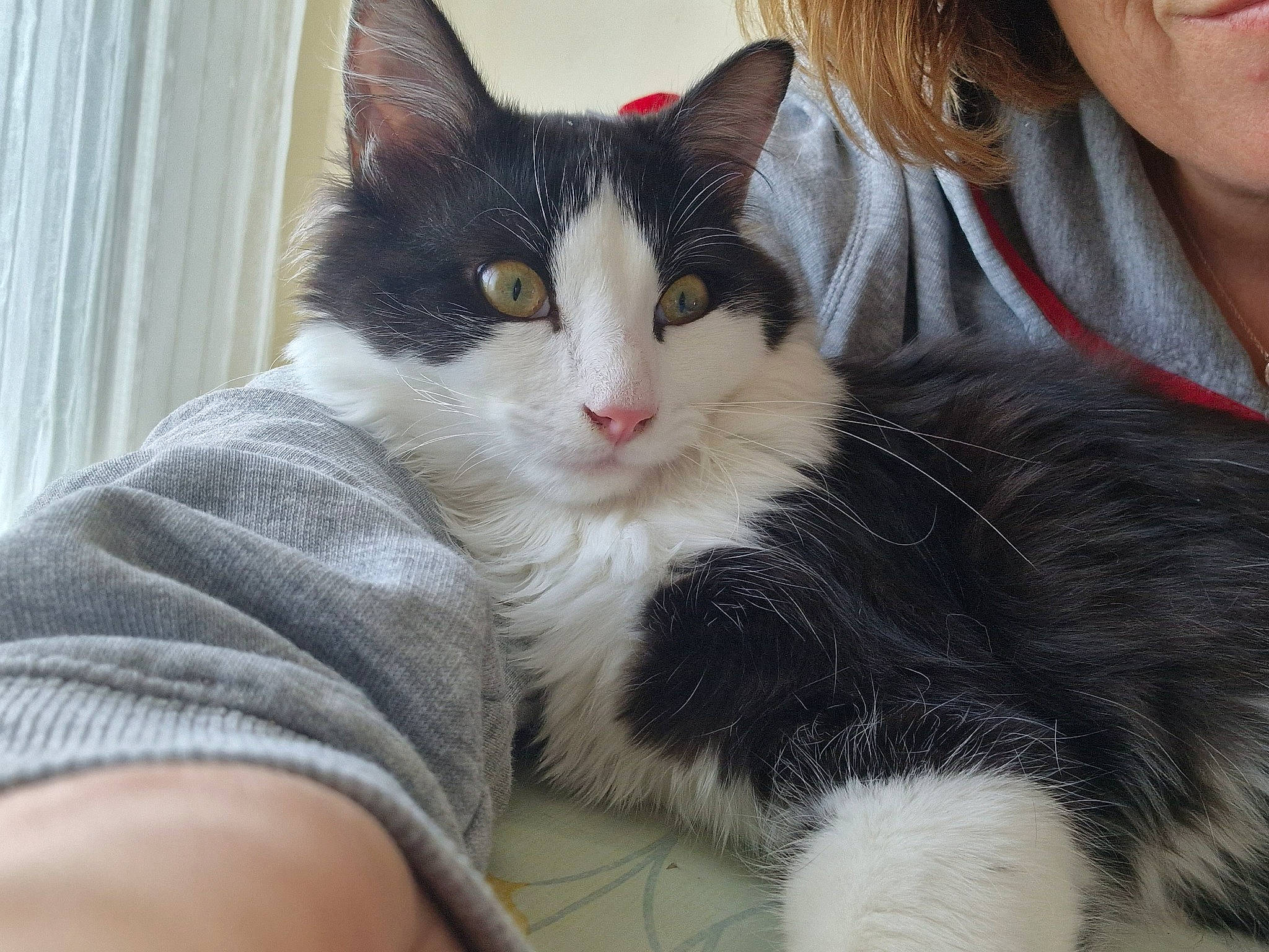 Ova a rejoint le concours — aidez-le/la à gagner de superbes lots ! carnivore, cat, claw, comfort, curtain, domestic_short_haired_cat, felidae, foot, fur, gesture, lap, paw, sitting, small_to_medium_sized_cats, snout, tail, tree, whiskers