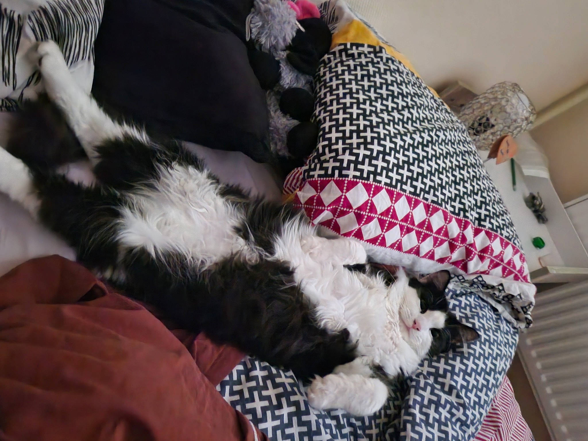 Ova participe au concours pour gagner de l'argent avec cette photo : canidae, carmine, carnivore, cat, comfort, companion_dog, dog_breed, fashion_accessory, felidae, fur, human_leg, linens, pattern, paw, small_to_medium_sized_cats, sporting_group, tail, whiskers, wool, woolen