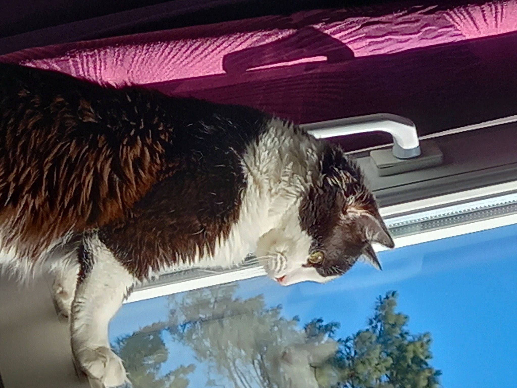 Ova participe au concours pour gagner de l'argent avec cette photo : accipitridae, accipitriformes, beak, bird, bird_of_prey, buzzard, eagle, emu, falconiformes, feather, flightless_bird, ratite, reflection, sea_eagle, sky, tail, terrestrial_animal, tints_and_shades, tree, wing