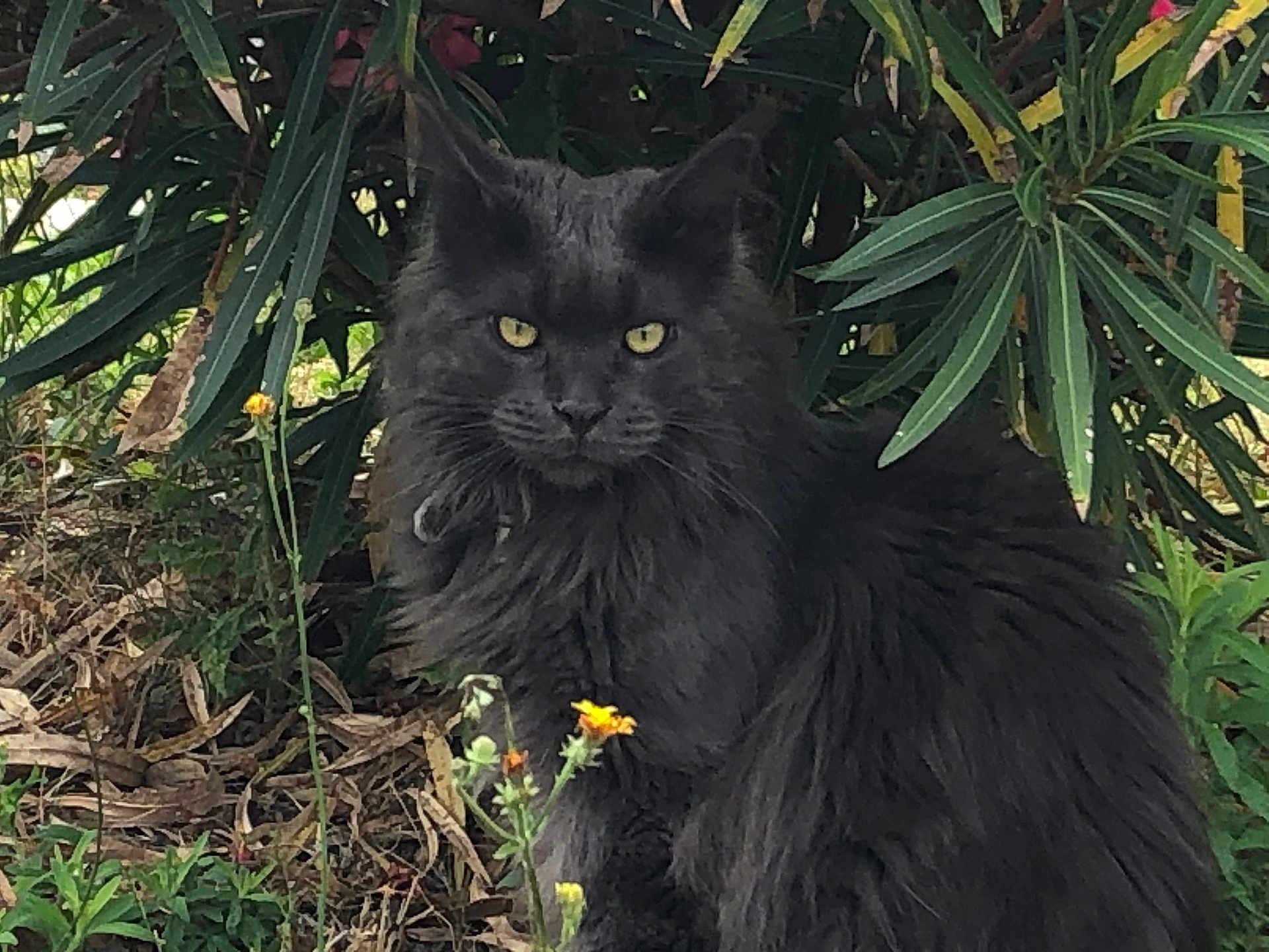 Pepper